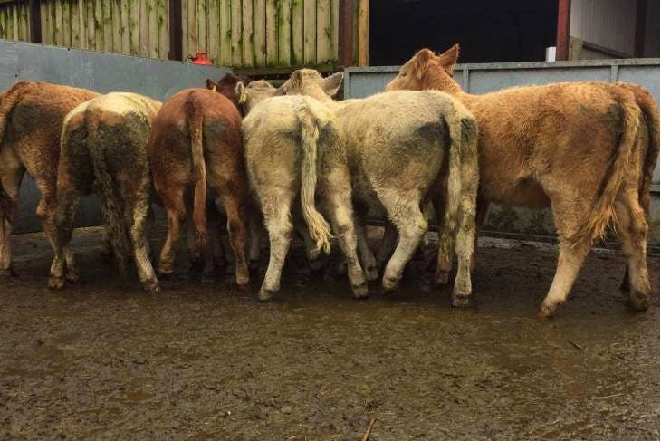 42 Organic Limousin, Simmental, Charolais Cross Store Steers, Heifers ...