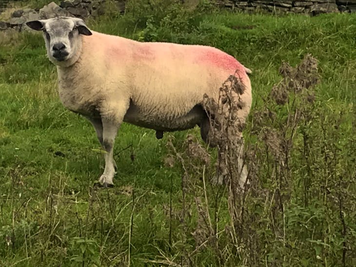 6 Millennium Bleu Breeding Rams | SellMyLivestock - The Online ...