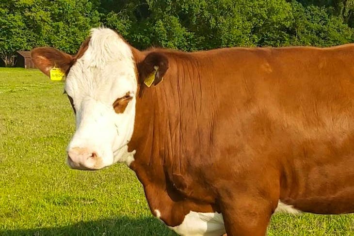 1 Hereford Cross Breeding, Store Heifer | SellMyLivestock - The Online ...