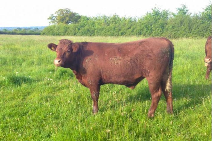 35 Organic Beef Shorthorn, Hereford, British Blue Cross Store Steers 