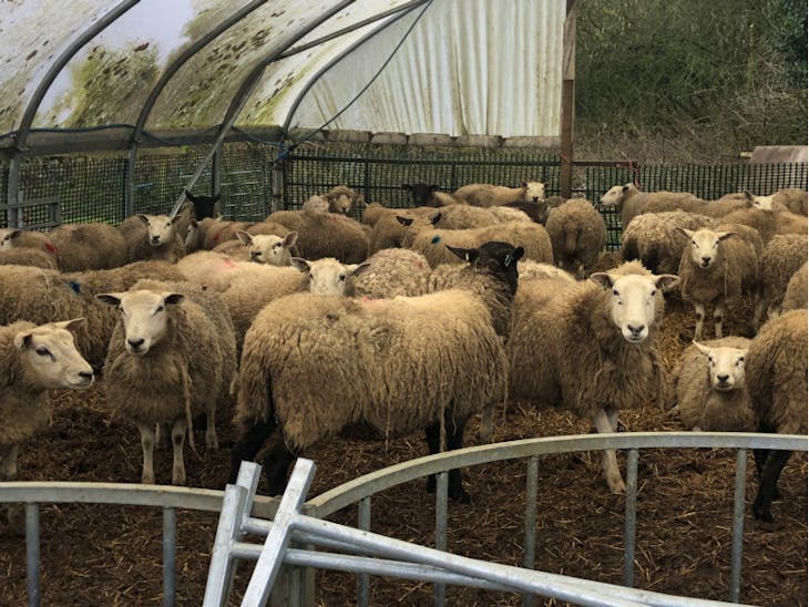 30 Texel, Lleyn Cross In-Lamb Breeding Ewes, Shearlings ...