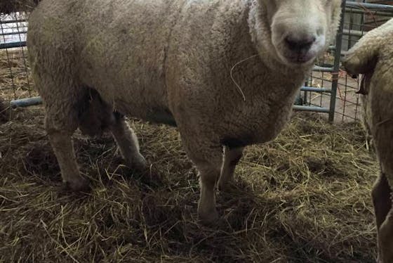 Charollais Sheep For Sale | SellMyLivestock - The Online Livestock ...