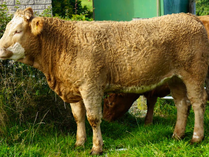 5 Limousin, Simmental, Charolais Store, Breeding Heifers ...