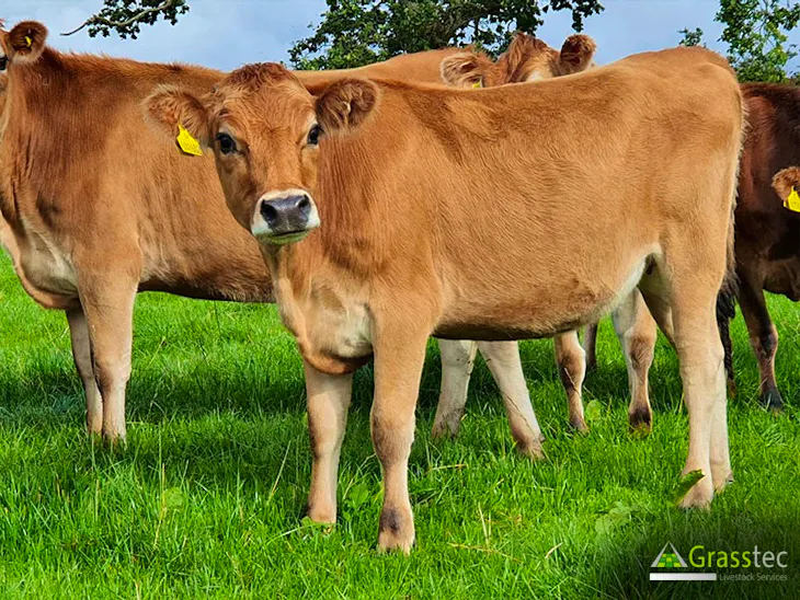 34 Jersey Breeding, Dairy Heifers SellMyLivestock The Online