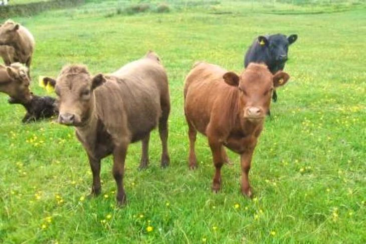 6 Pedigree Dexter In-Calf Breeding Cows with Calf at Foot ...