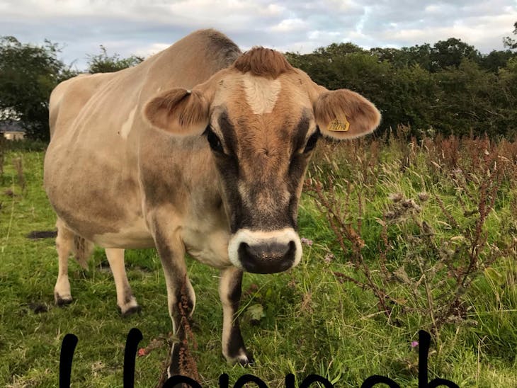 2 Pedigree Jersey InCalf Breeding, Dairy Cows SellMyLivestock The