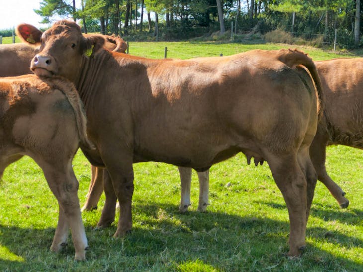 10 Limousin In-Calf Breeding Heifers, Calves with Calves at Foot ...