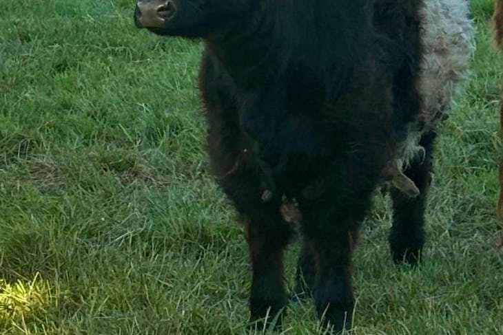 2 Hereford, Belted Galloway Breeding, Store Heifers | SellMyLivestock ...