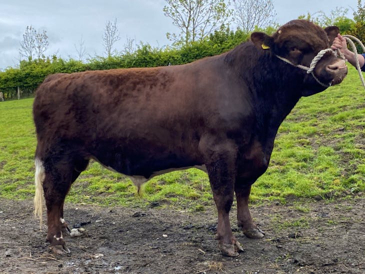 1 Pedigree Beef Shorthorn Breeding Bull SellMyLivestock The Online Livestock Marketplace