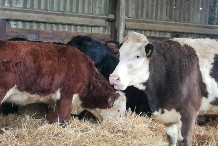 15 Simmental, Hereford, British Blue Cross Breeding Cows, Heifers ...