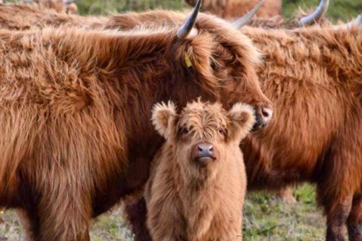 4 Highland Breeding Cows with Calves at Foot | SellMyLivestock - The ...