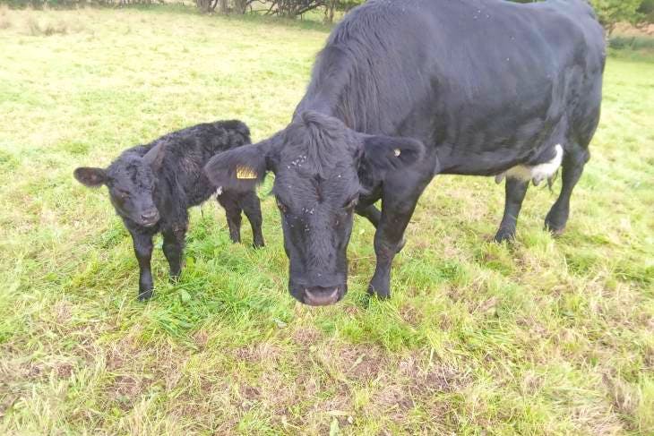 1 Organic Welsh Black Cross Breeding Cow with Calf at Foot ...