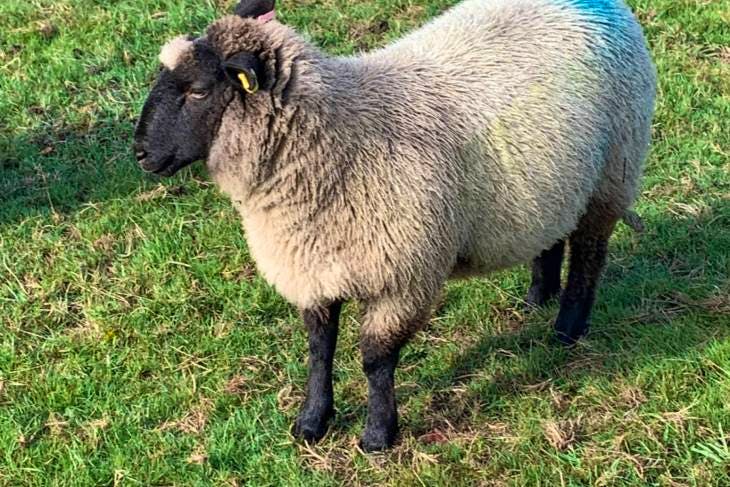 5 Hampshire Down Cross Breeding, Store Lambs | SellMyLivestock - The ...