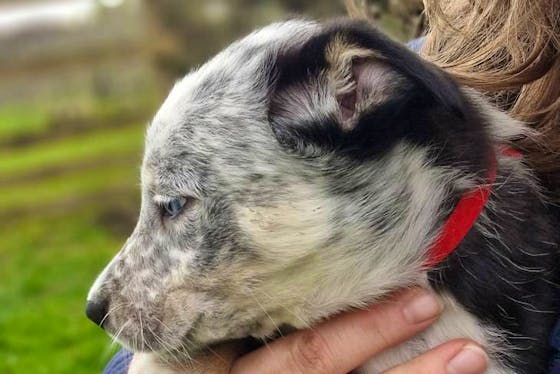 Kelpie merle hotsell