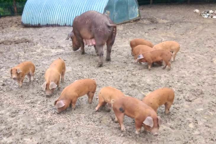 15 Gloucestershire Old Spot, Duroc Cross Growing Gilts, Boars, Weaners ...