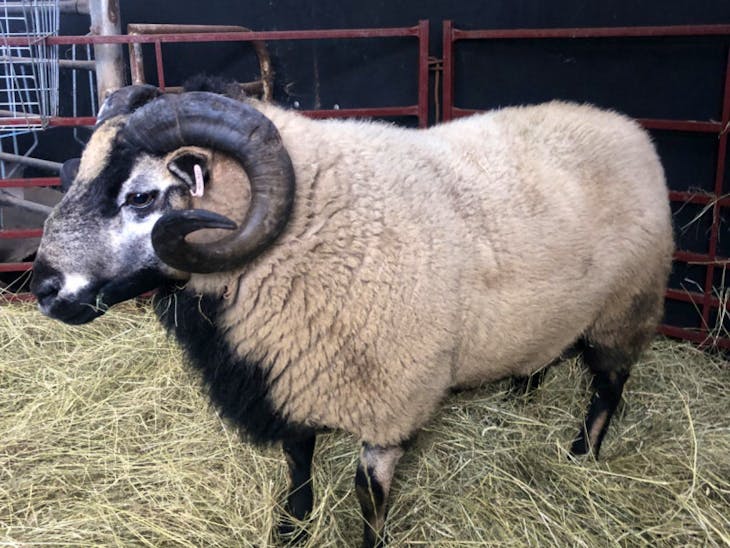 1 Badger Face Welsh Mountain Breeding Ram | SellMyLivestock - The ...