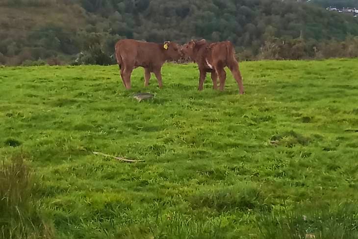 7 Pedigree Dexter, Belted Galloway In-calf Breeding Cows With Calves At 