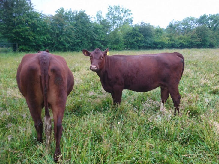 3 Pedigree Red Poll Breeding Cows | SellMyLivestock - The Online ...