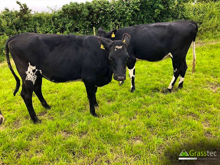 20 Holstein Friesian, British Friesian, Jersey In-Calf Breeding, Dairy ...