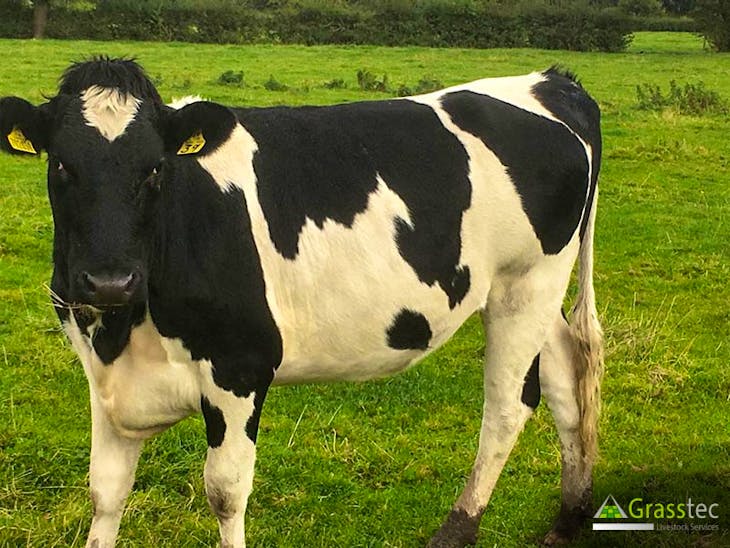 45 Holstein, Holstein Friesian, Norwegian Red Cross InCalf Breeding