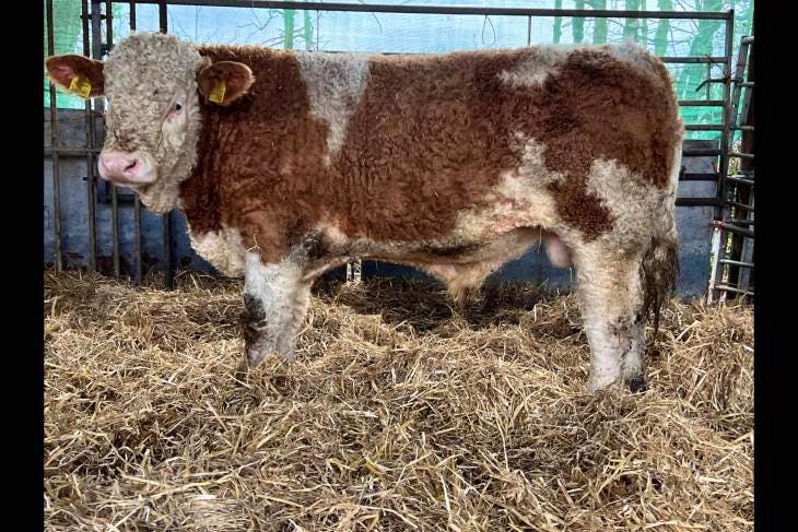 3 Simmental, British Blonde Store Bulls, Steers | SellMyLivestock - The ...