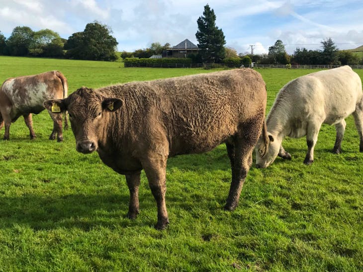 13 Charolais Cross Store Heifers | SellMyLivestock - The Online ...