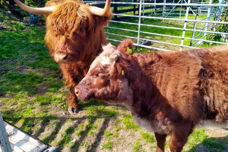 4 Highland Breeding Cows, Calves | SellMyLivestock - The Online ...