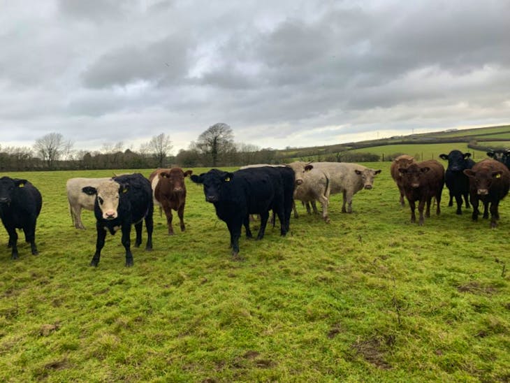 15 Aberdeen Angus, Limousin, Charolais, Holstein, British Blue Cross Store Heifers, Steers