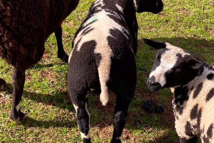 1 Pedigree Dutch Spotted Breeding Ram | SellMyLivestock - The Online ...