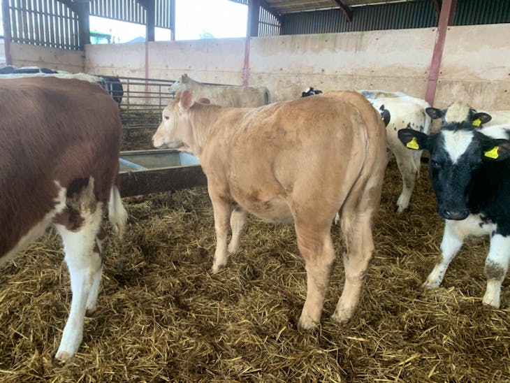 50 British Blue, Charolais, Limousin, Simmental Cross Store Heifers ...