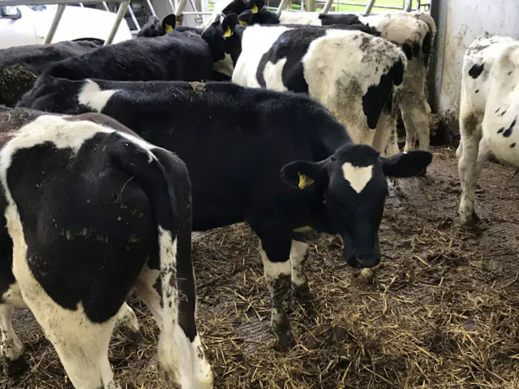 9 Holstein Friesian, British Friesian Store Steers SellMyLivestock