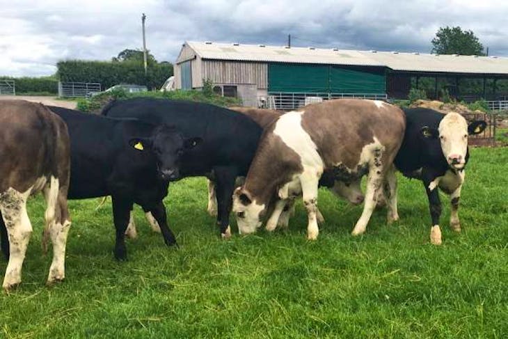 6 Aberdeen Angus, Hereford, Simmental Cross Store, Breeding Heifers ...