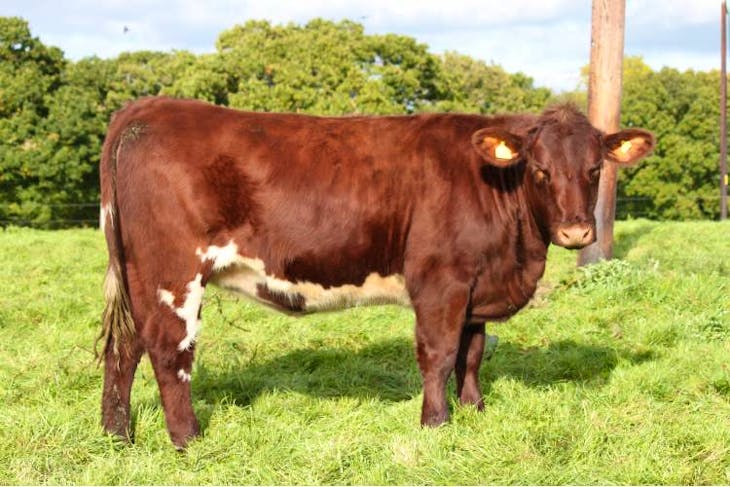 4 Pedigree Beef Shorthorn Breeding Heifers | SellMyLivestock - The ...