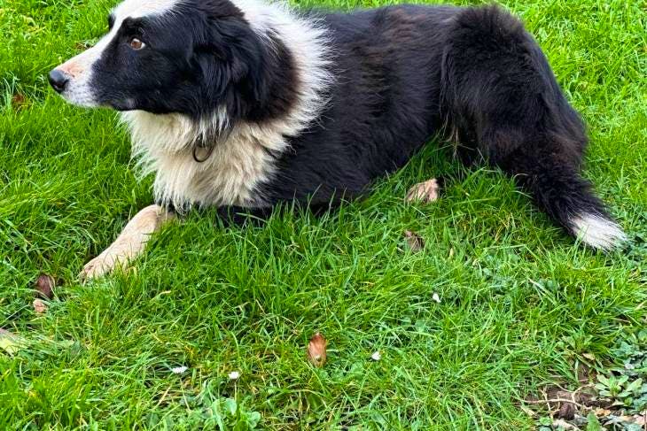 1 Huntaway x Border Collie (Male) | SellMyLivestock - The Online ...