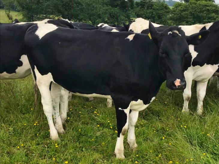 18 Pedigree Holstein Friesian Breeding, Dairy Heifers | SellMyLivestock ...