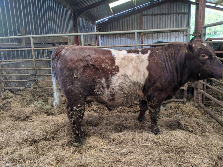 1 Pedigree Beef Shorthorn Breeding Bull, Young Bull SellMyLivestock The Online Livestock