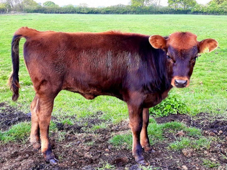 2 Jersey Cross Breeding, Dairy Cows, Heifers with Calves at Foot