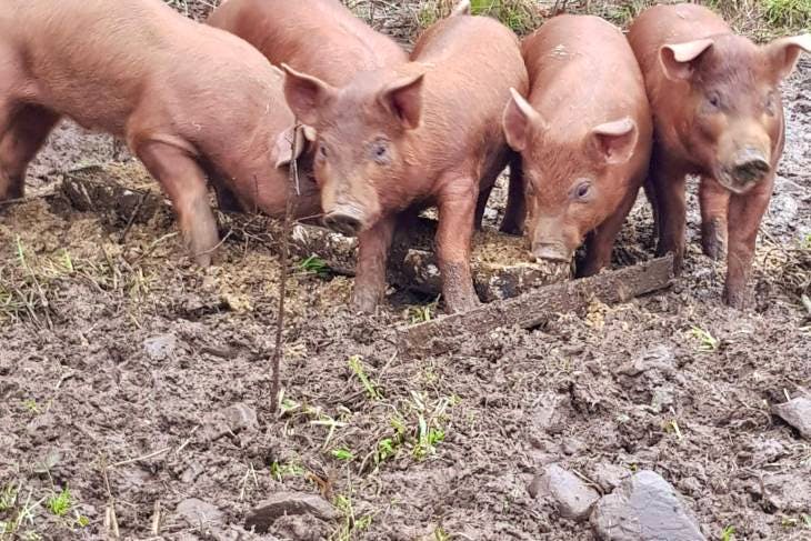 5 Organic Duroc Growing Breeding Weaners Boars Gilts