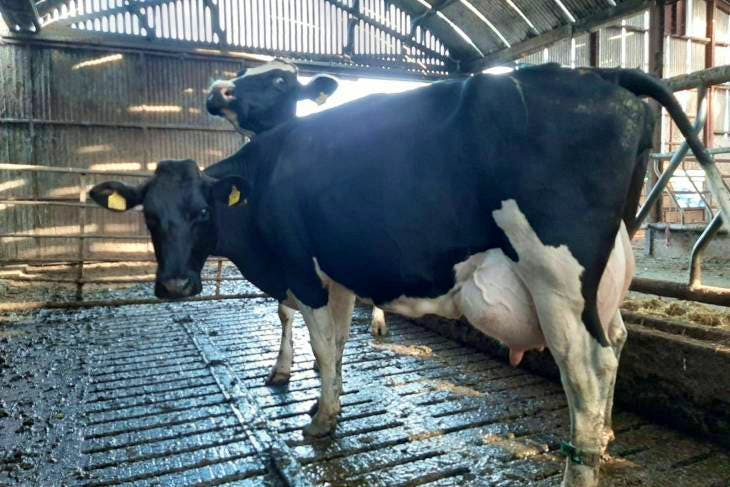 100 Dispersal of 100 Holstein Friesian Dairy Cows -Ballymena Livestock ...