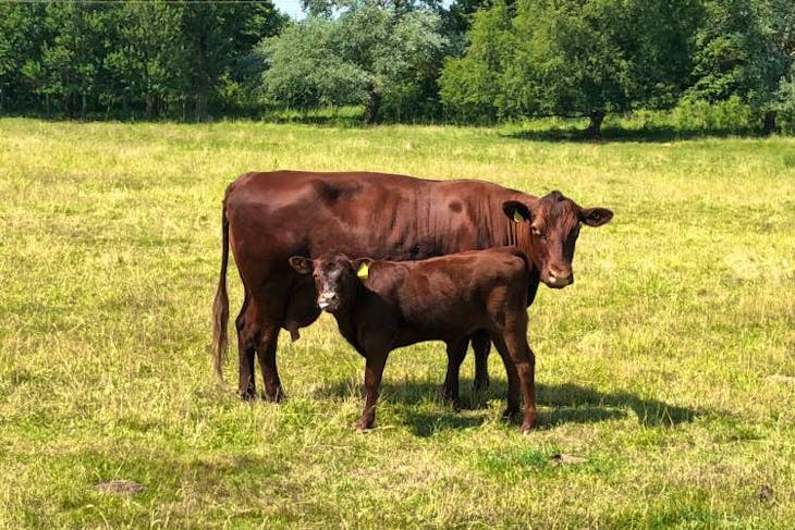 5 Red Poll In-Calf Breeding Cows, Calves with Calves at Foot ...