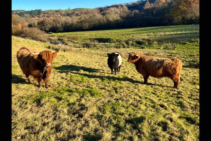 3 Pedigree Highland, Belted Galloway Cross Breeding Cows, Heifers ...