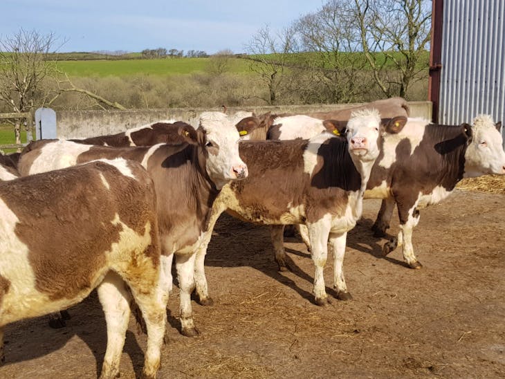 7 Simmental Cross Breeding, Store Heifers SellMyLivestock The