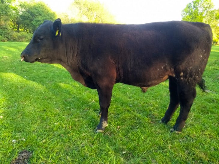 2 Pedigree Aberdeen Angus Breeding Bulls | SellMyLivestock - The Online ...