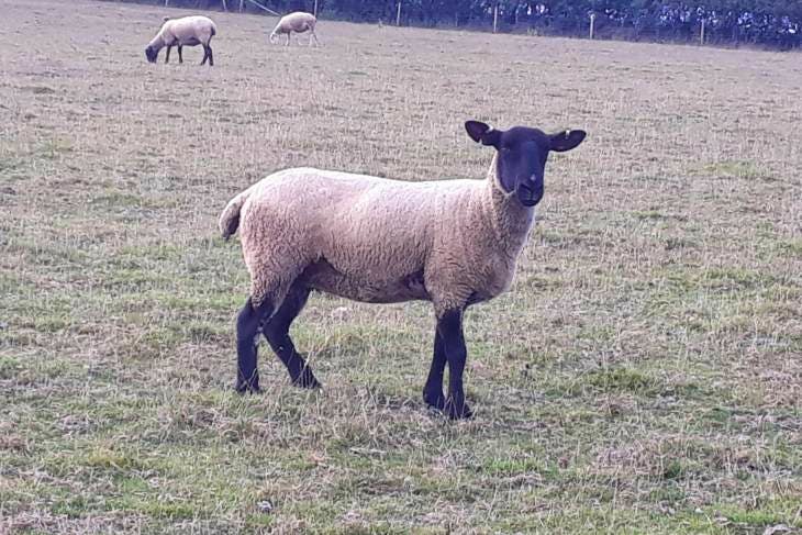 13 Suffolk, Texel, North of England Mule Cross Breeding Ewes