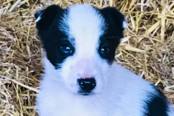 Border Collie Puppies for Sale