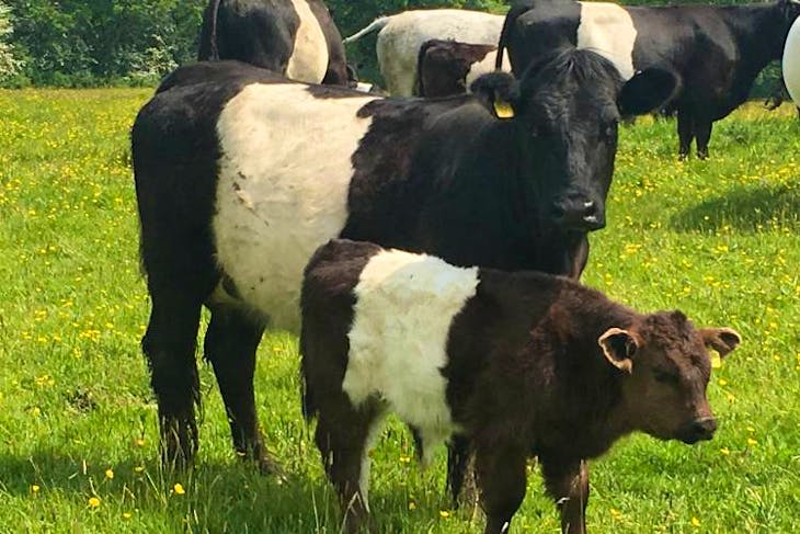 30 Belted Welsh Black Breeding Cows | SellMyLivestock - The Online ...