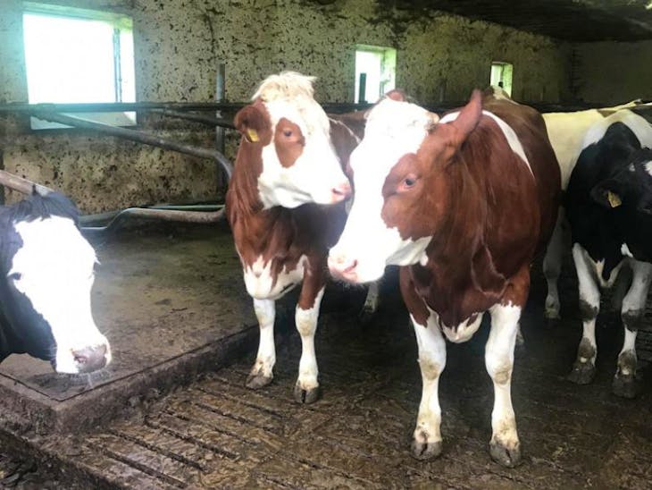 34 Holstein Cross InCalf Breeding, Dairy Heifers SellMyLivestock