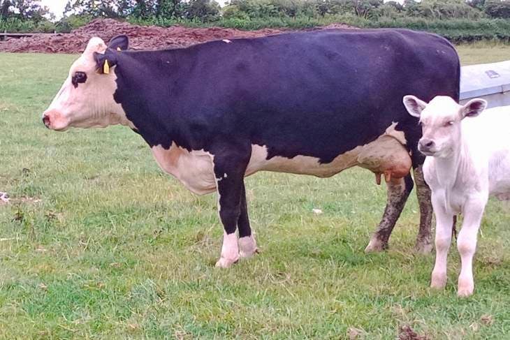 2 Hereford Cross Breeding Cows with Calves at Foot | SellMyLivestock ...