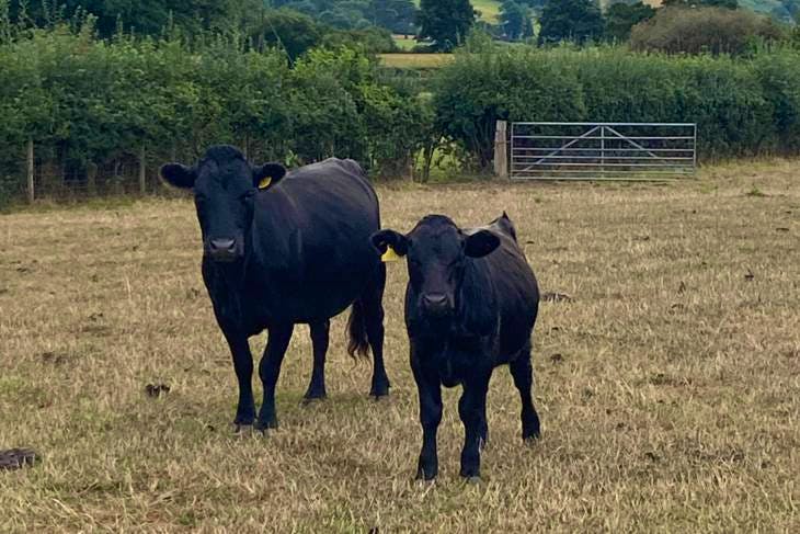 15 Pedigree Dexter Breeding Cows With Calves At Foot Sellmylivestock The Online Livestock 4674