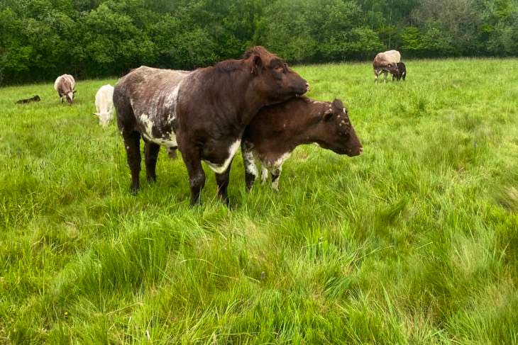 1 Pedigree Beef Shorthorn Breeding Bull, Young Bull | SellMyLivestock ...